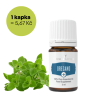 OREGANO - Oregáno