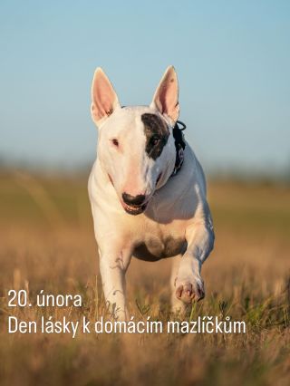 Dnes oficiálně oslavujeme toho, kdo: – nás sleduje i do koupelny – ví přesně, kdy se otevírá lednice – a miluje nás víc...