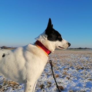 Znáte Kanaanského psa? Jedno z nejstarších přírodních plemen na světě. Původem z pouští Blízkého východu. Samostatný....