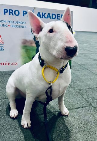 CEO Luggage začal být i trochu k užitku - na cvičák si vzal k otestování náš nový prototyp nastavitelného polostahovacího...