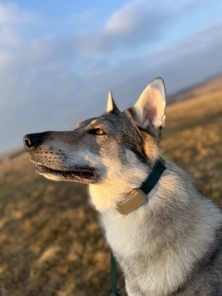 Naše obojky Tactical & Tradiční ve velikosti Standard (2.5 cm) jsou ideální volbou, když používáte GPS tracker 🛰. A jestli...