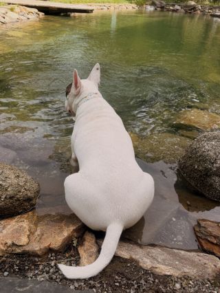 Víkend jsme strávili s kamarády u kamarádů na jejich @samota_hojsin 🌲 Jestli hledáte nádherné dog friendly místo u Prahy...