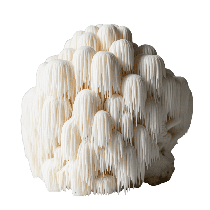 Hericium