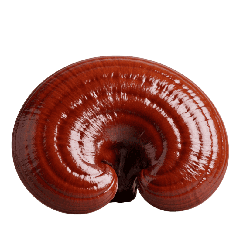 Reishi