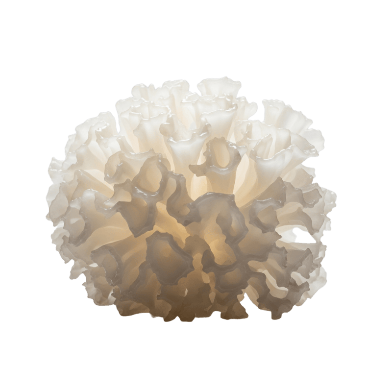 Tremella