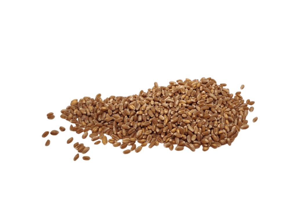 BIO pšenica 500 g