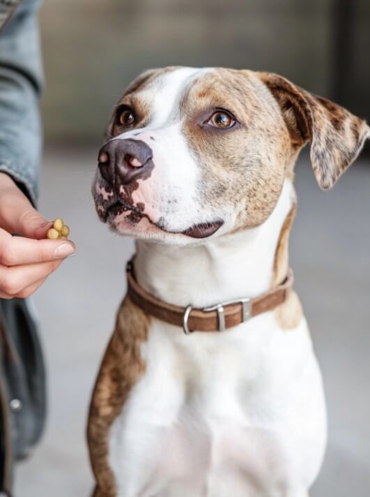 Jak naučit psa základní povely