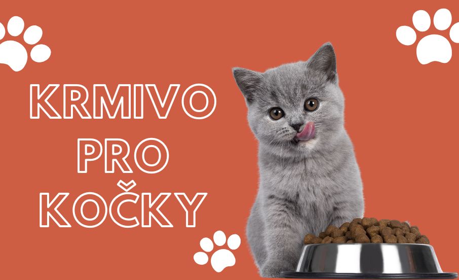 Krmivo pro kočky