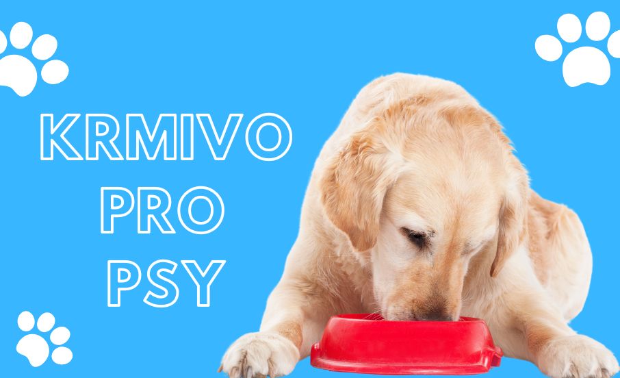 Krmivo pro psy