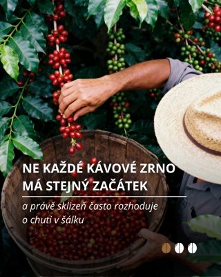 Ne každé kávové zrno má stejný začátek. Ruční sběr umožňuje vybrat jen dokonale zralé třešně, což se později projeví v...