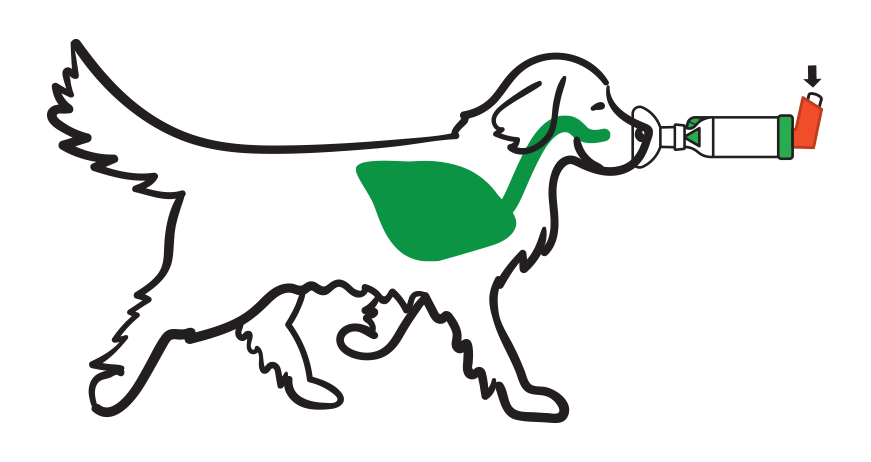 Chamber Dog Animation