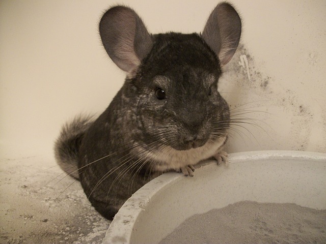 chinchilla-1432582_640