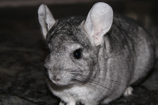 chinchilla-g7adff6ee6_640