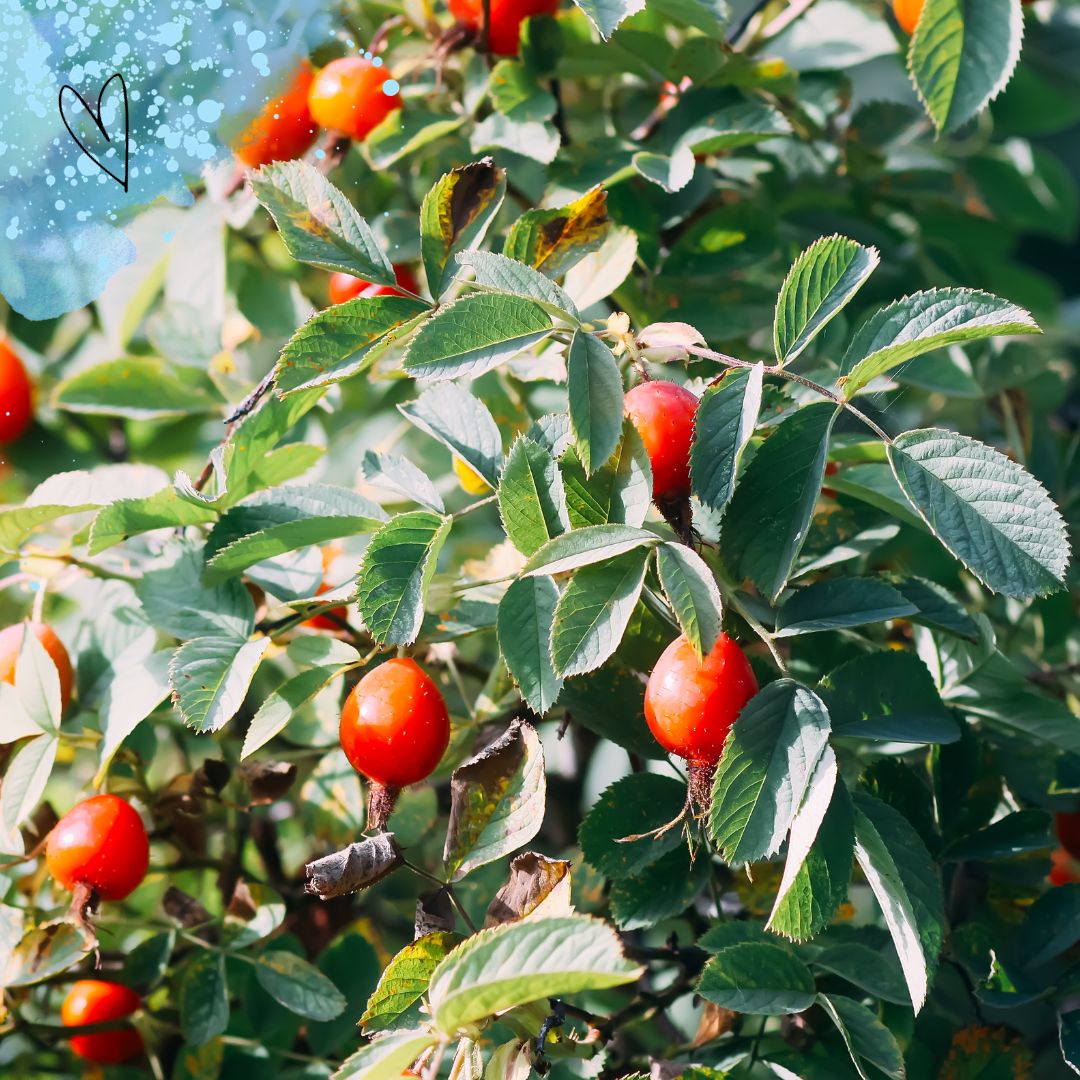 Čaj plný imunity roste kolem nás.