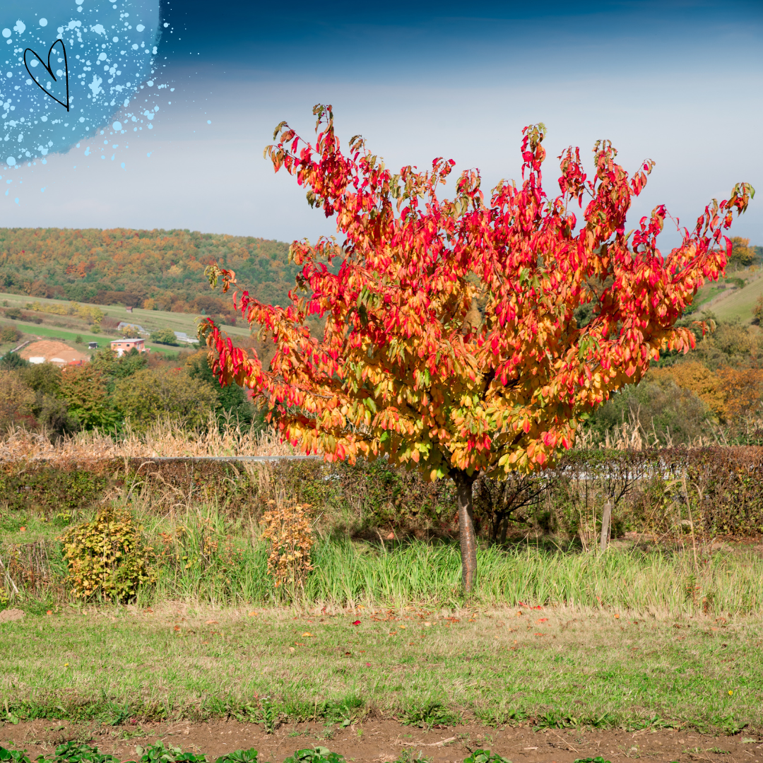 Babí léto aneb jak si ho užít?
