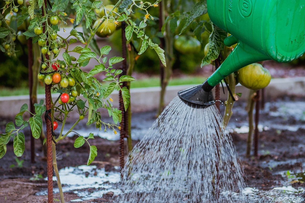 the-cultivation-of-5455003_1280