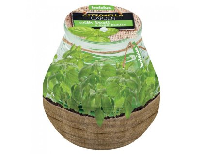 18681 sviecka bolsius teracce citronella 94 91 mm bazalka