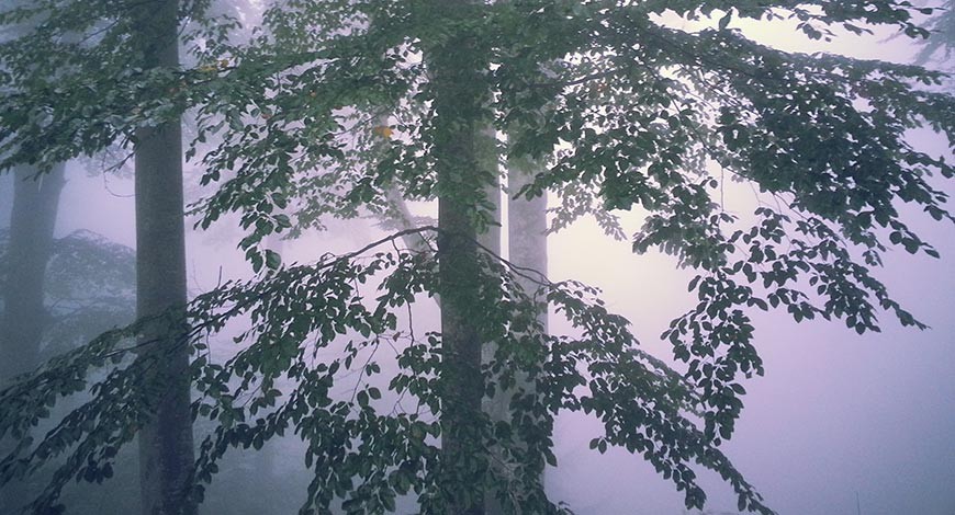 Charakteristika a použitie dreva z najčastejších listnatých drevín