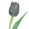 tulipan cerny 1