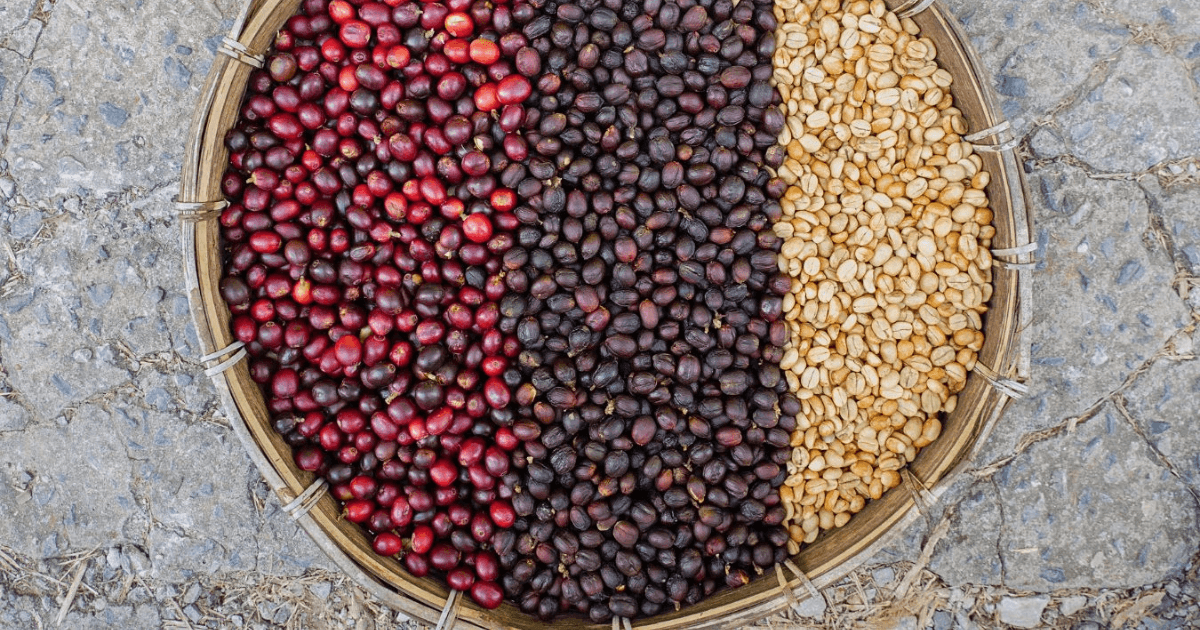 Kávové know-how: Prečo je washed metóda najekologickejšia?