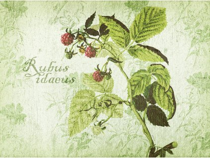 Sada 2 podložek na stůl z korku Arte Rubus Idaeus 40 x 29,5 cm AMBITION