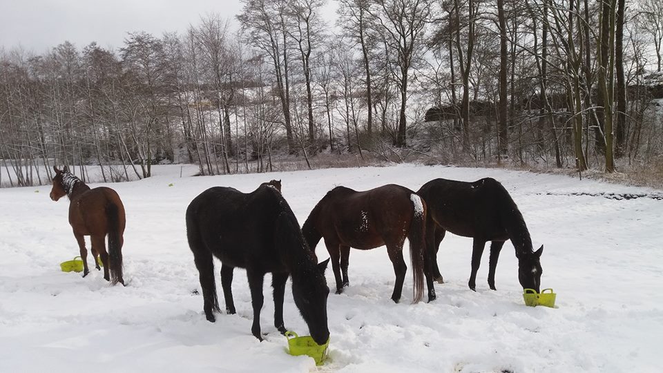 Zasněžený pozdrav z Domova 