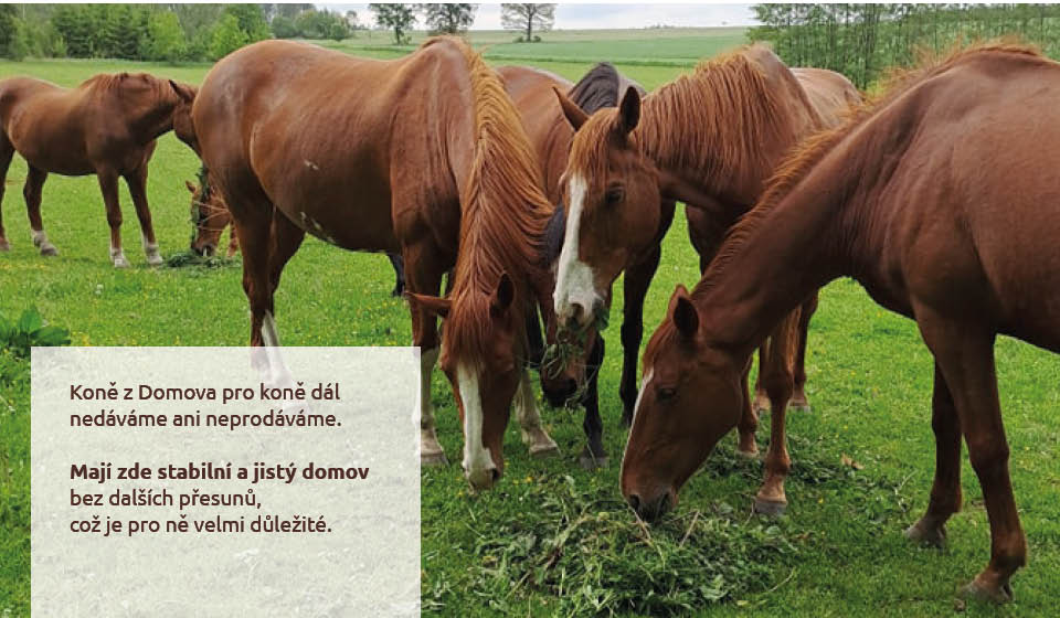 Koně dál neprodáváme