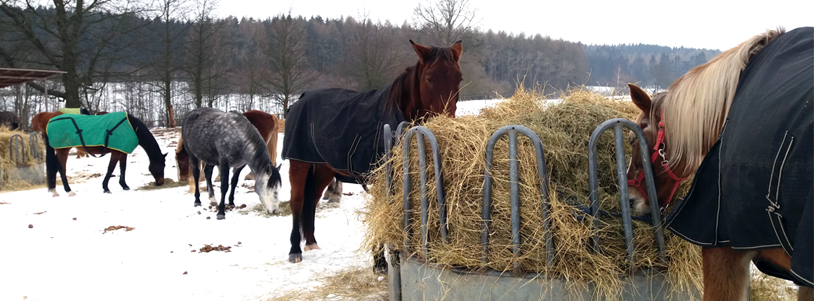 Domov pro koně - život v zimě 1