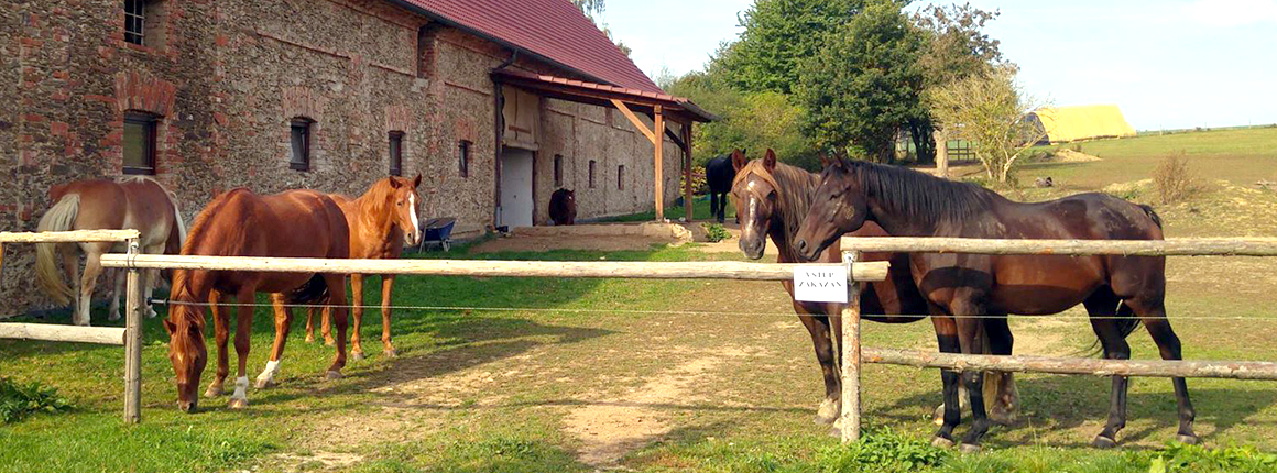 Domov pro koně - stáj pro koně