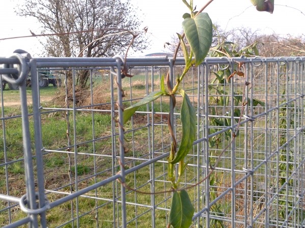 GABIONY Praha, Zličín