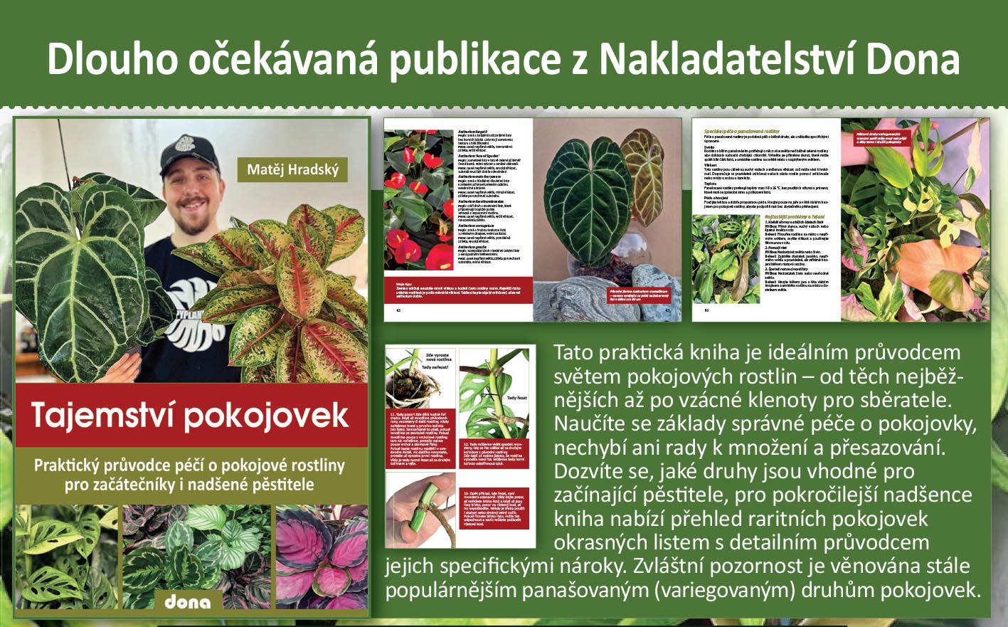 Pokojovky
