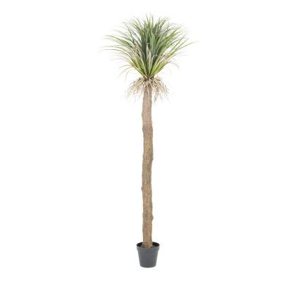 2435 plant agave 200cm