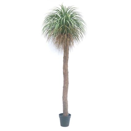 2435 plant agave 200cm