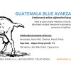 LIM zadek GUATEMALA BLUE AYARZA