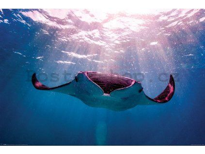 40152 plakat manta