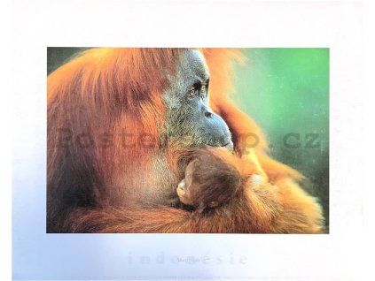 77355 anup shah 24x30cm