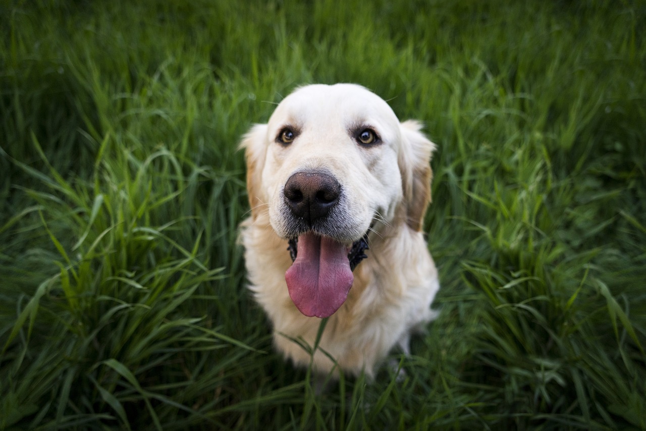 dog-1839808_1280