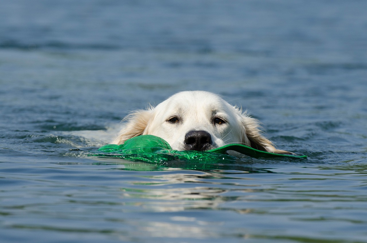 golden-retriever-662817_1280