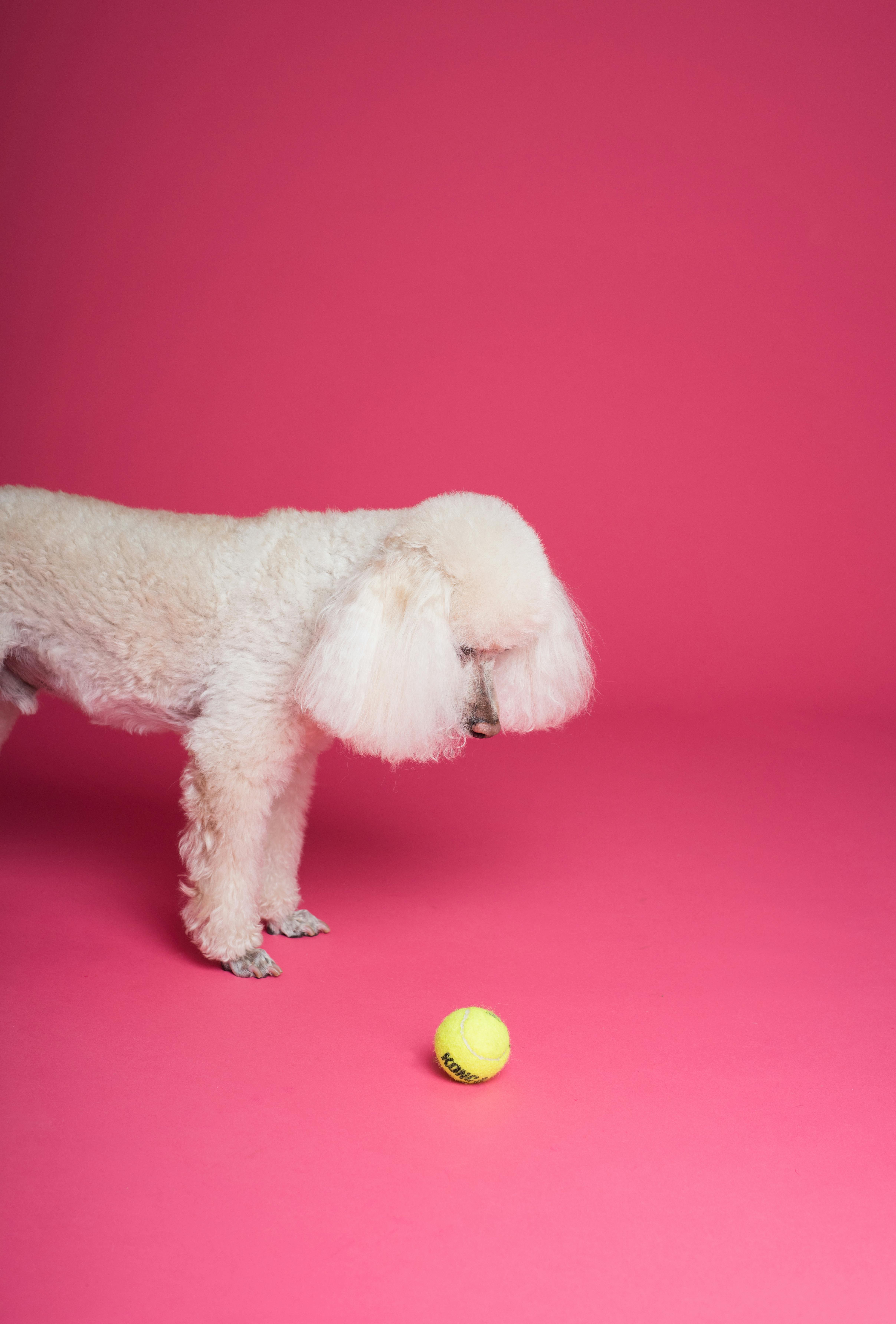 pexels-goochie-poochie-3299903