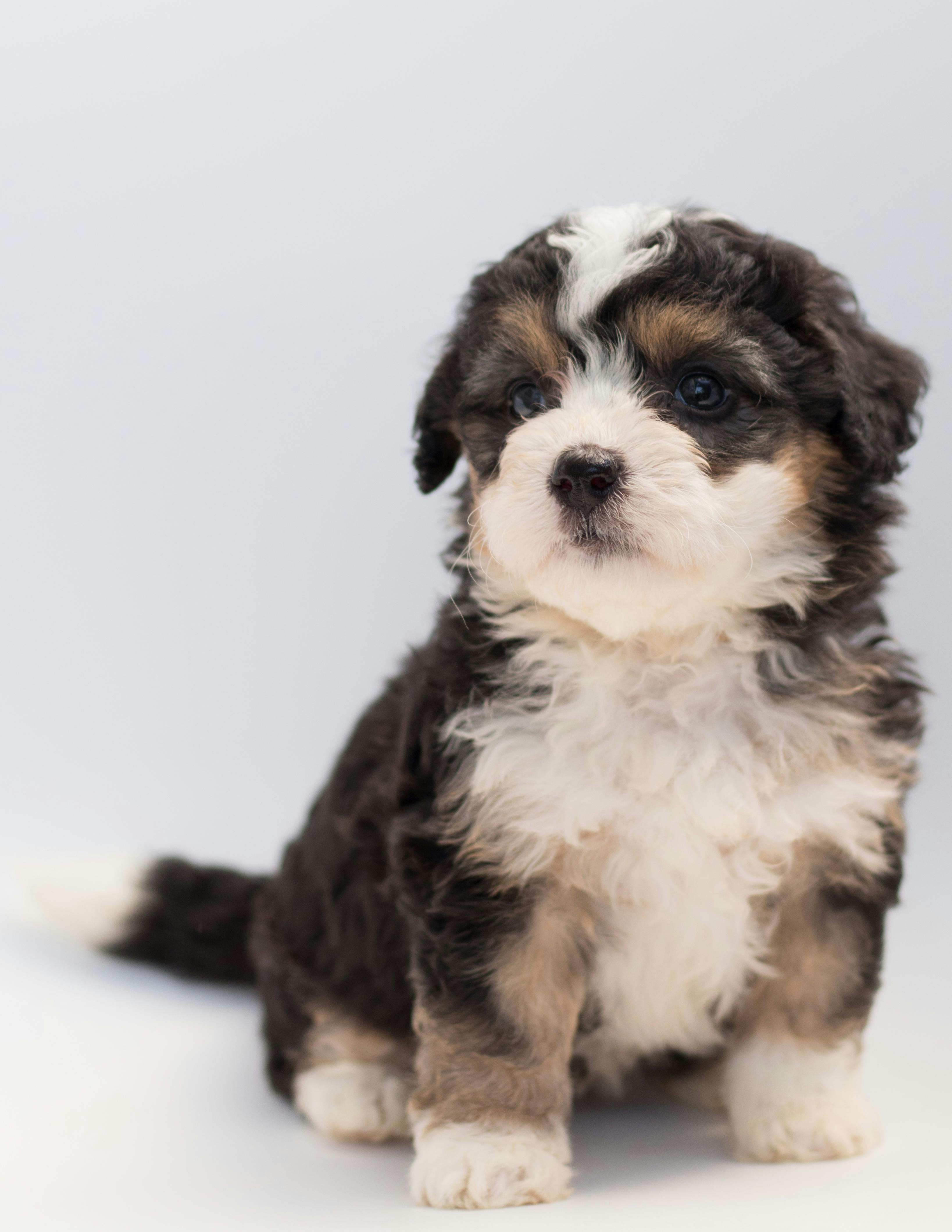 pexels-poodles2doodles-1458926