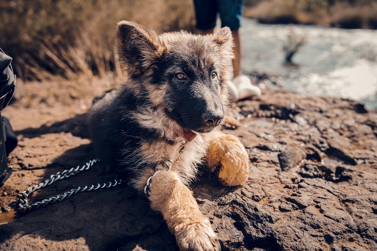 puppy-7682874_1280