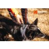 roam collar non stop dogwear obojek pro psy 09