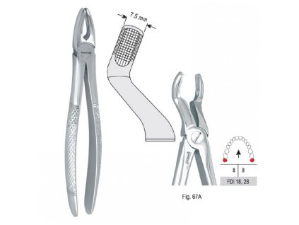 kleszcze ekstrakcyjne mod europejski do zebow madrosci gornych fig 67a