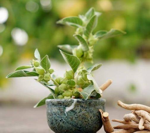 Semena ashwagandhy a její pěstování