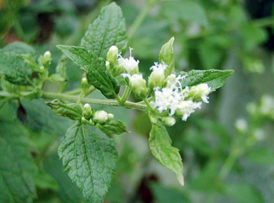 Dream Herb (Calea zacatechichi) – Bylina pro lucidní sny a duševní jasnost