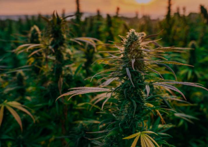 Proč se v České republice usiluje o zákaz HHC?