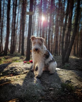Tajemno….kámen Gibon - Kounovské kamenné řady ……..www.dopelechu.cz #dopelechu #vyletypocesku #vylety #vyletysdetmi #pes...
