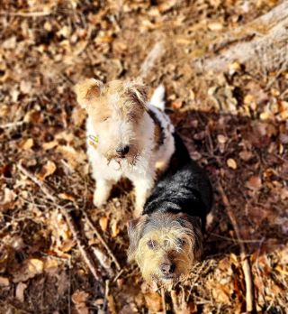 Odměna nebude???🦴🍗🤩 …www.dopelechu.cz #dopelechu #prochazka #psi #doglife🐾 #sepsem #vylety #love #miluji #cesko #les...