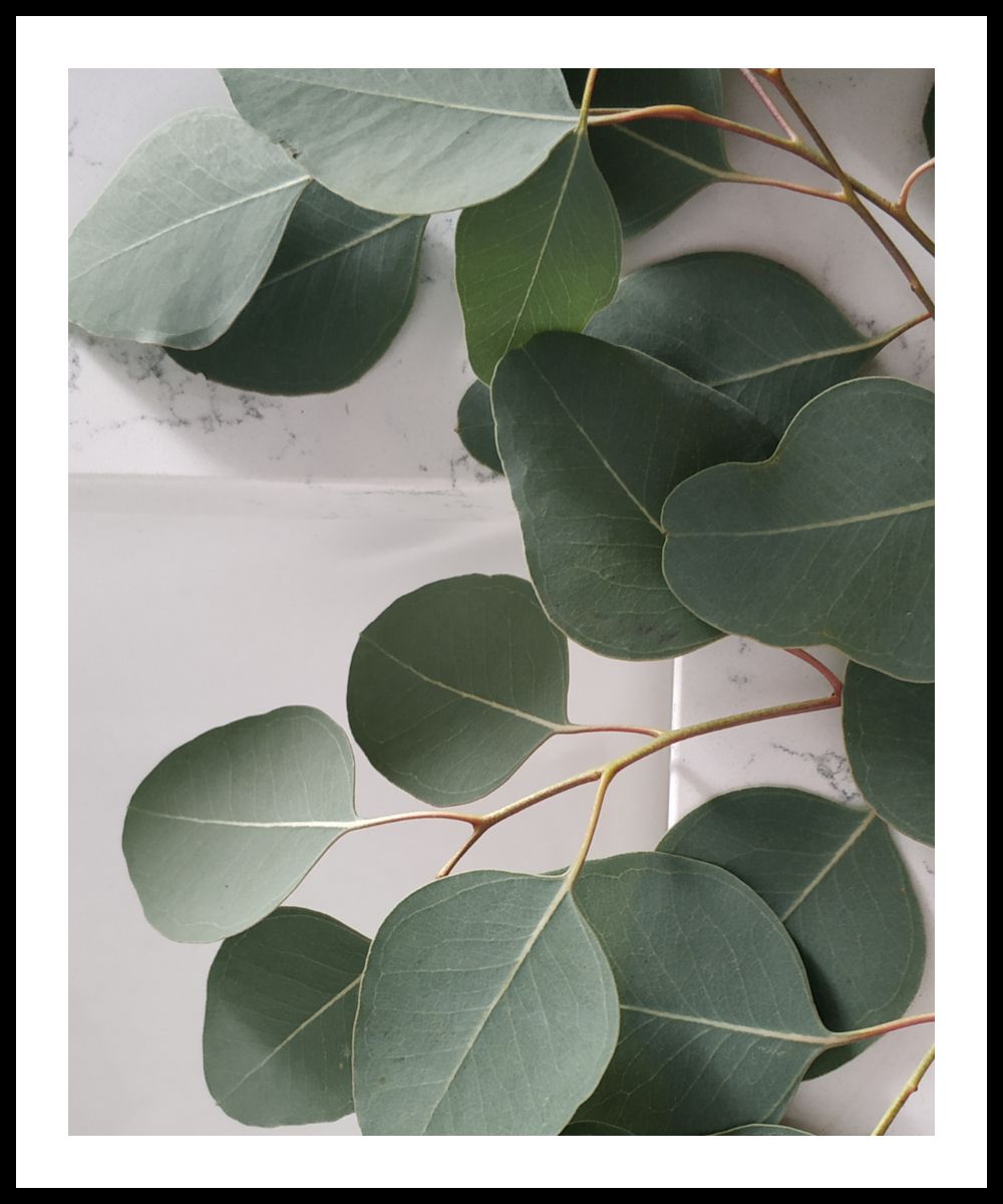 Ako usušiť halúzky eukalyptu – efektívne metódy sušenia