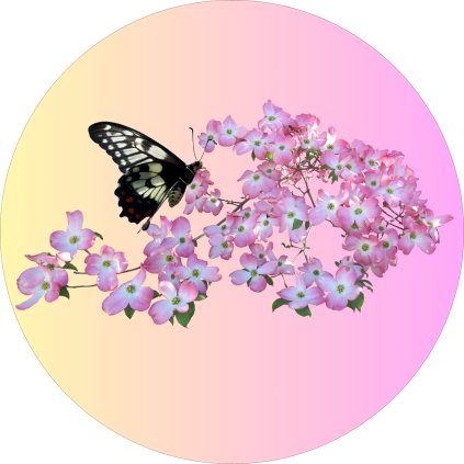 Jedlý papír motýl